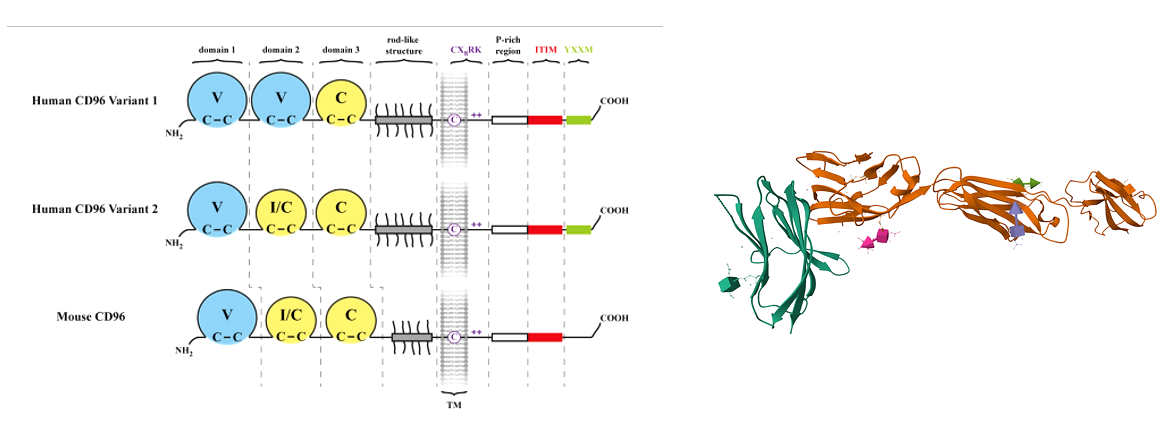 The target of T cell surface protein tactile CD96 The target of T cell surface protein tactile CD96