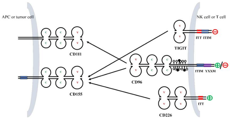 The target of T cell surface protein tactile CD96 The target of T cell surface protein tactile CD96