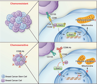 The target of T cell surface protein tactile CD96 The target of T cell surface protein tactile CD96