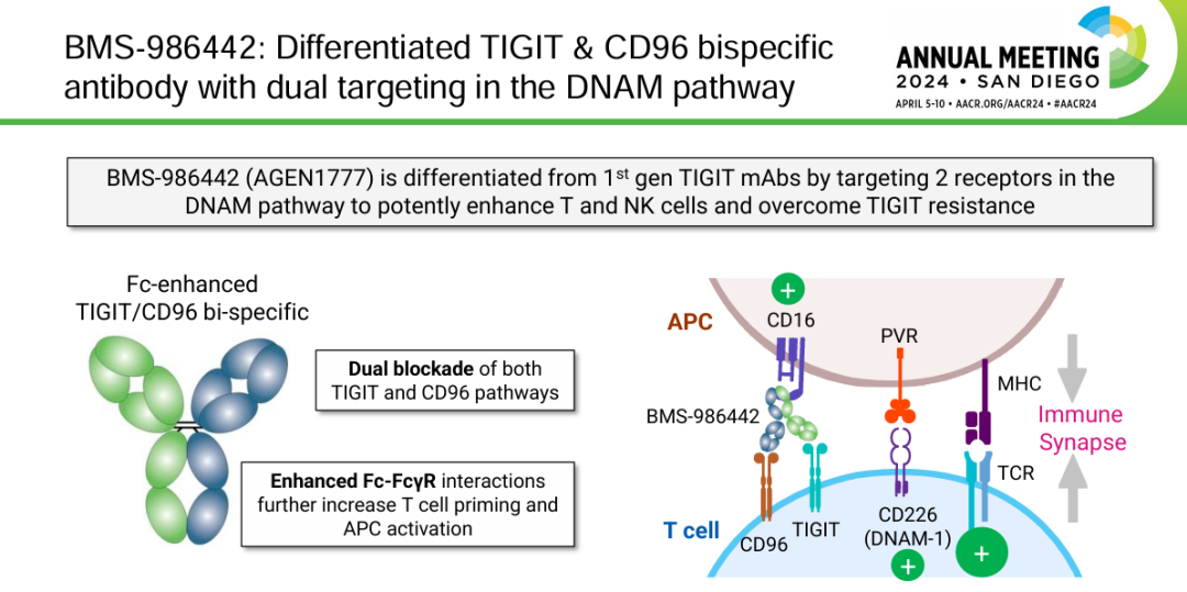 The target of T cell surface protein tactile CD96 The target of T cell surface protein tactile CD96