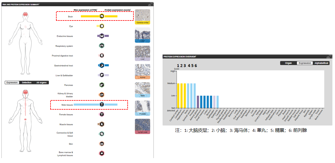 The target of Transmembrane protein with an EGF like and two Follistatin like domains2 TMEFF2