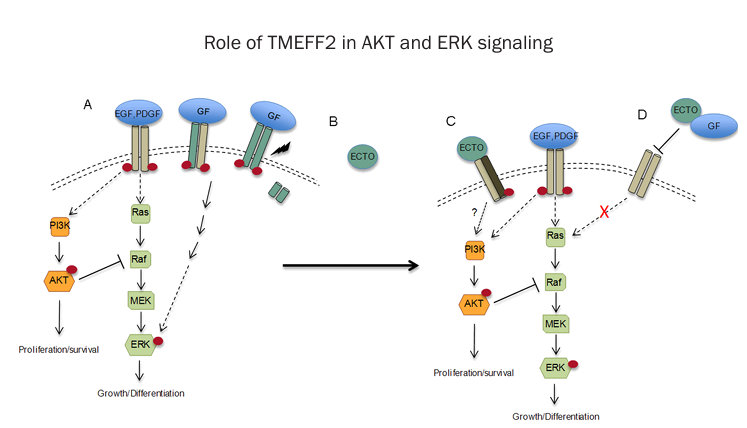 The target of Transmembrane protein with an EGF like and two Follistatin like domains2 TMEFF2