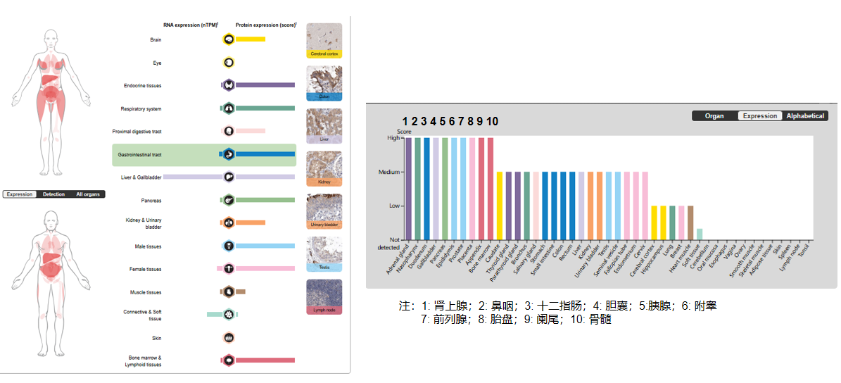 The target of Tumor necrosis factor ligand superfamily member14 TNFSF14 The target of Tumor necrosis factor ligand superfamily member14 TNFSF14