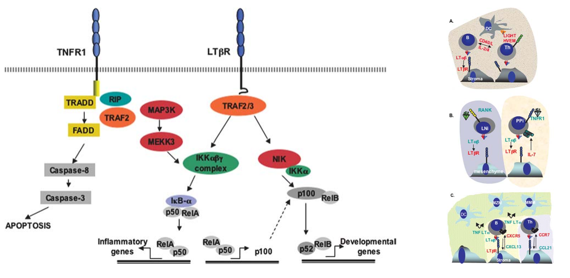 The target of Tumor necrosis factor ligand superfamily member14 TNFSF14 The target of Tumor necrosis factor ligand superfamily member14 TNFSF14