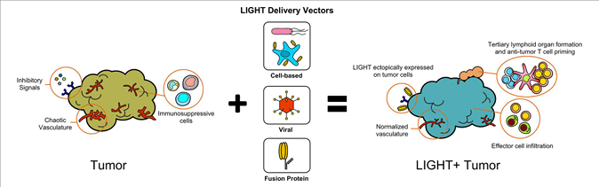 The target of Tumor necrosis factor ligand superfamily member14 TNFSF14 The target of Tumor necrosis factor ligand superfamily member14 TNFSF14