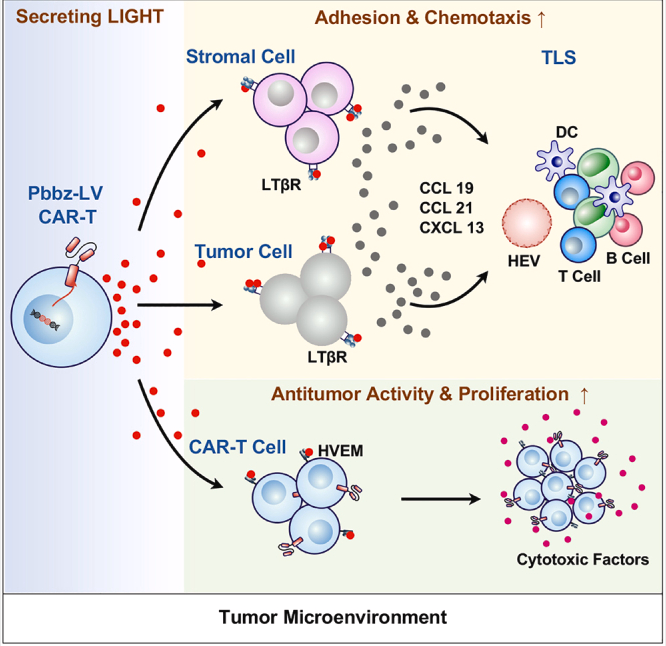 The target of Tumor necrosis factor ligand superfamily member14 TNFSF14 The target of Tumor necrosis factor ligand superfamily member14 TNFSF14