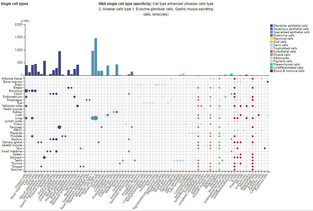 The target of tumor immunotherapy is MUC1
