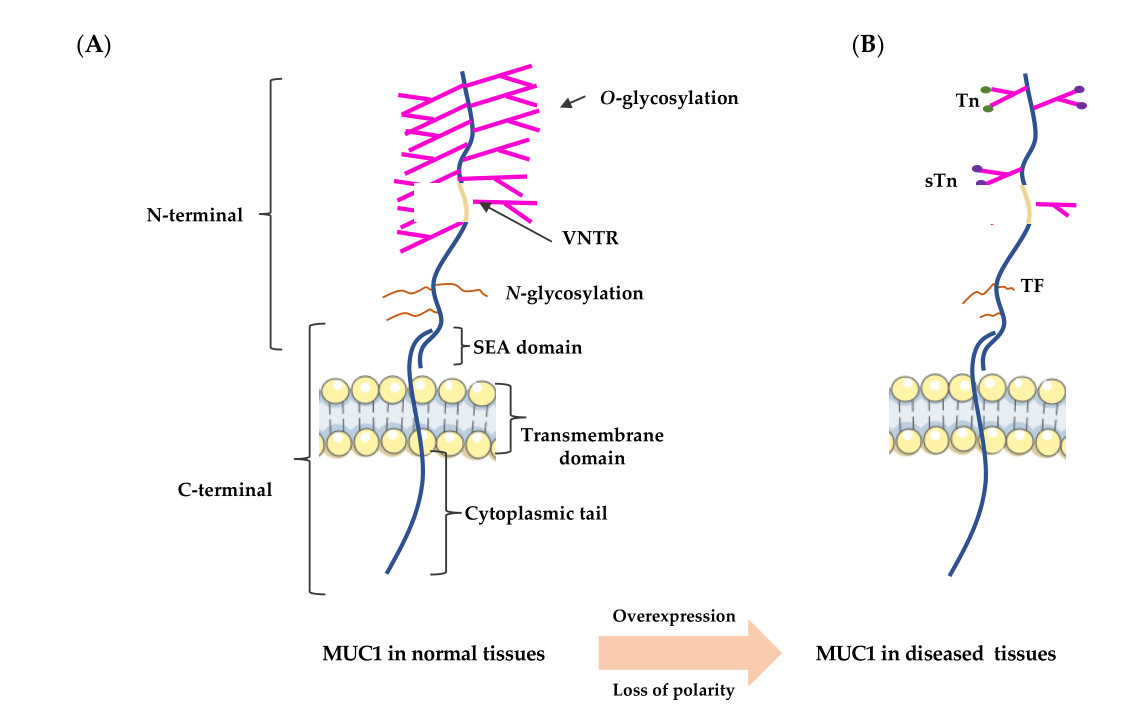 The target of tumor immunotherapy is MUC1