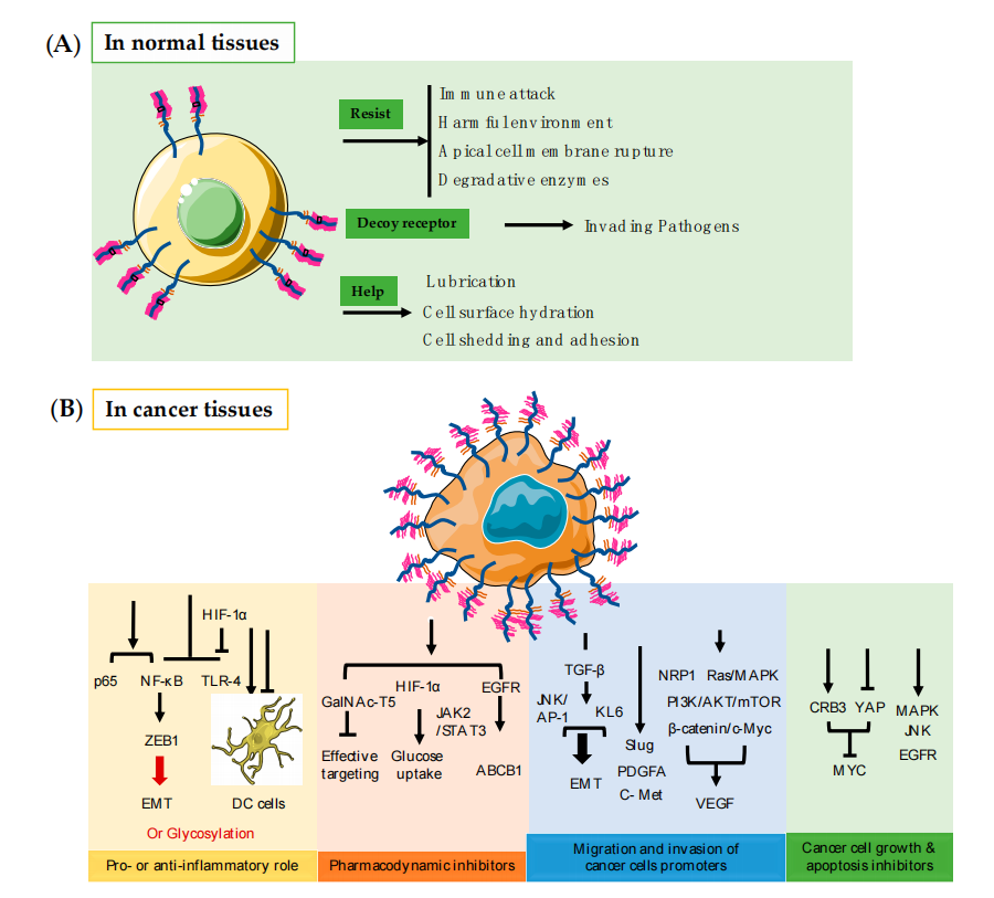 The target of tumor immunotherapy is MUC1