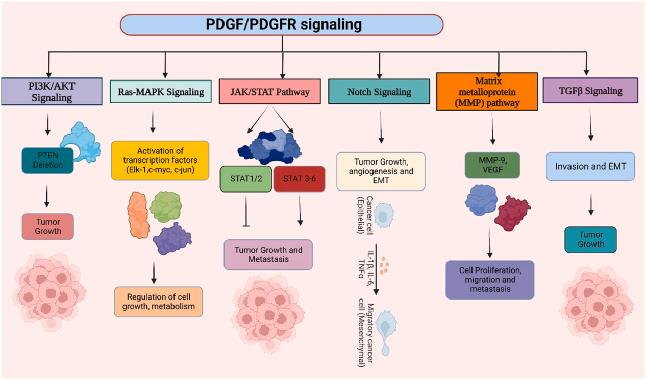 The tyrosine protein kinase PDGFRA