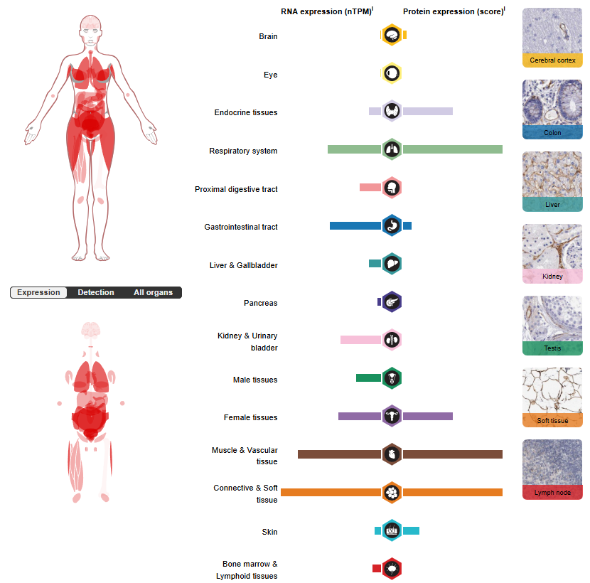 The vascular adhesion protein VAP1