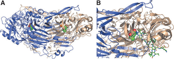 The vascular adhesion protein VAP1