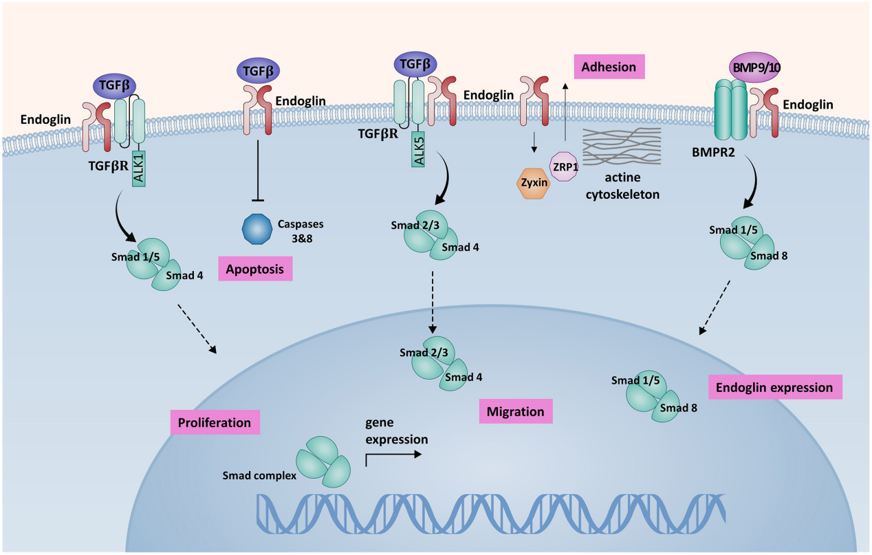 The vascular disease marker CD105 The vascular disease marker CD105