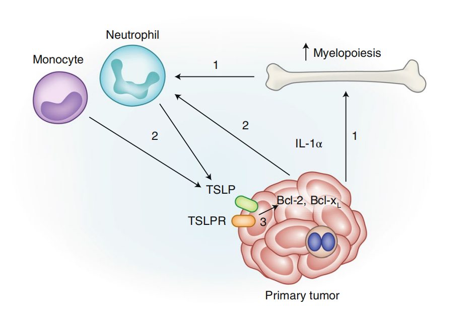 Thymic stromal lymphopoietin TSLP Thymic stromal lymphopoietin TSLP