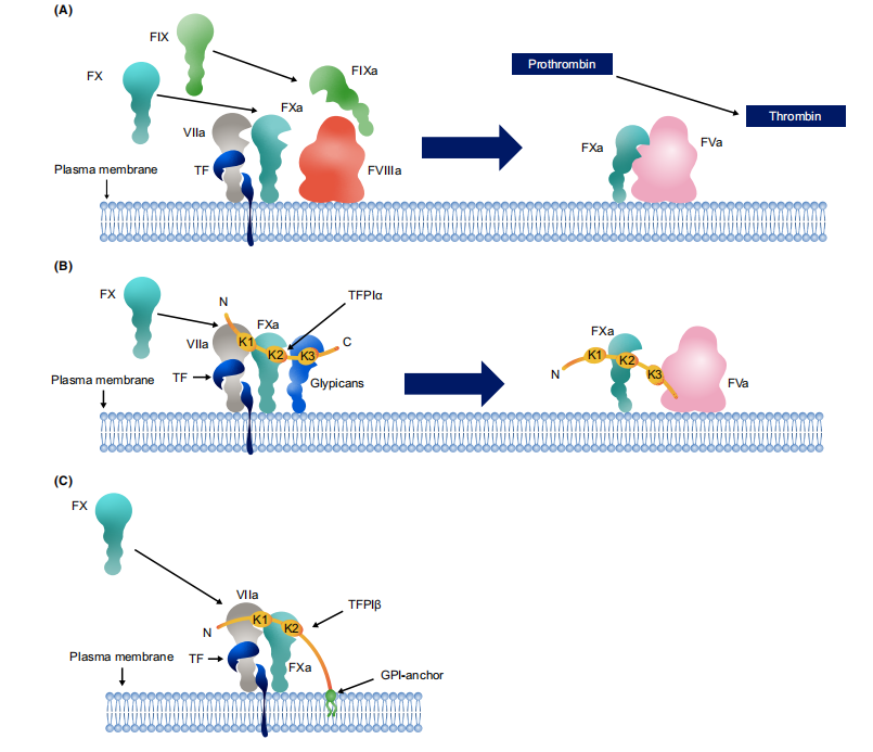 Tissue factor pathway inhibitor TFPI