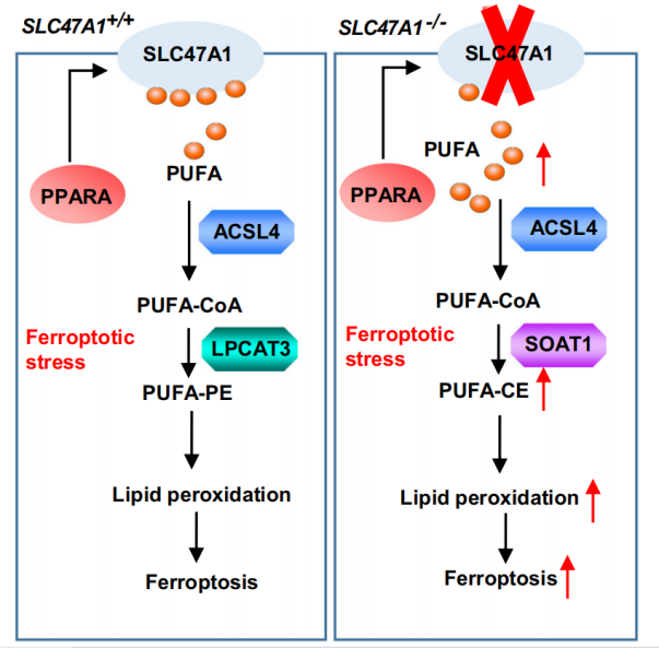 转运蛋白超家族:SLC 转运蛋白超家族:SLC