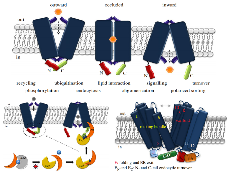 转运蛋白超家族:SLC 转运蛋白超家族:SLC