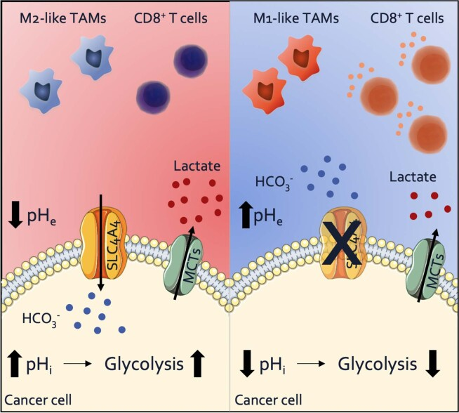 转运蛋白超家族:SLC 转运蛋白超家族:SLC