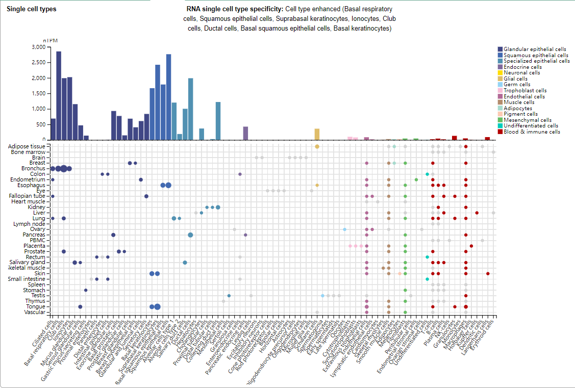 Trophoblast cell surface antigen TROP2