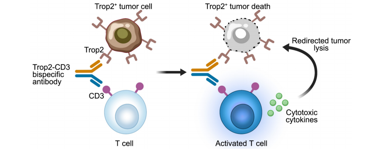 Trophoblast cell surface antigen TROP2