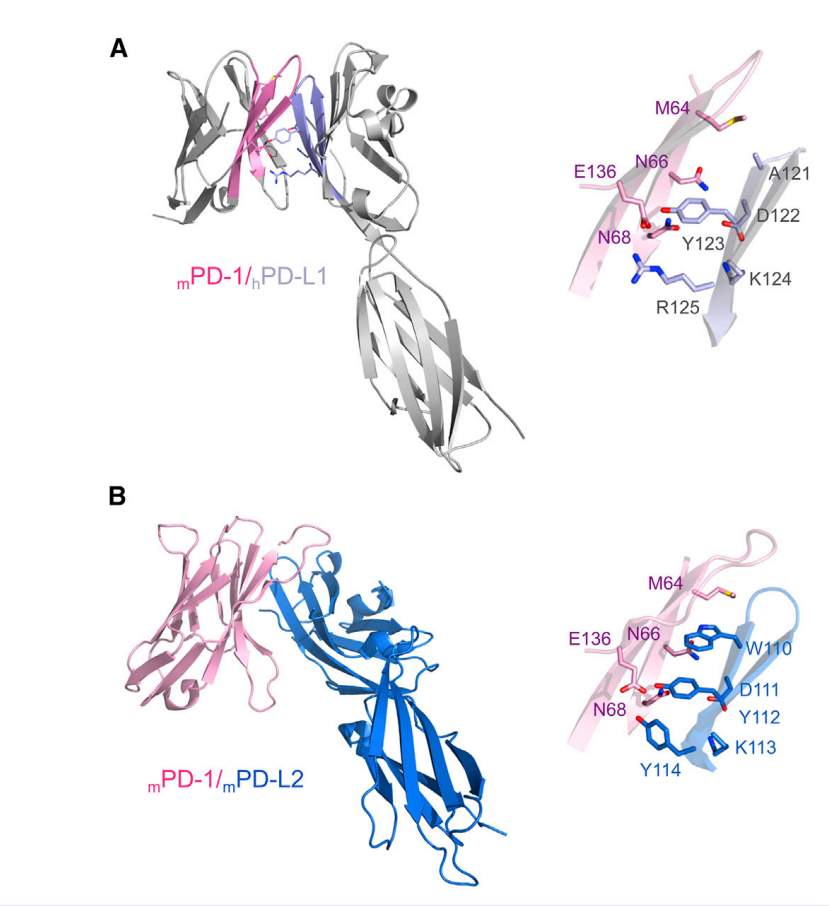 Tumor escape switch PD-1 PD-L1