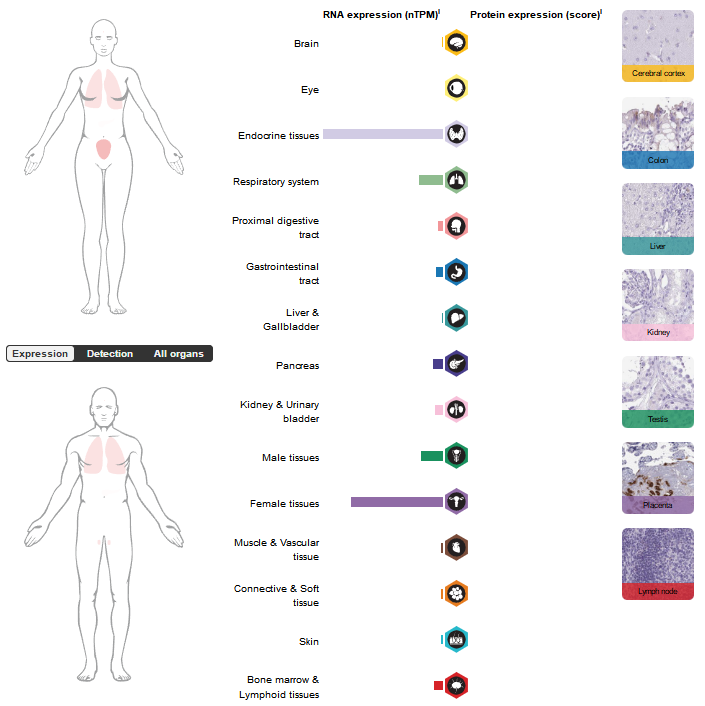 Tumor immune escape therapy target HLAG