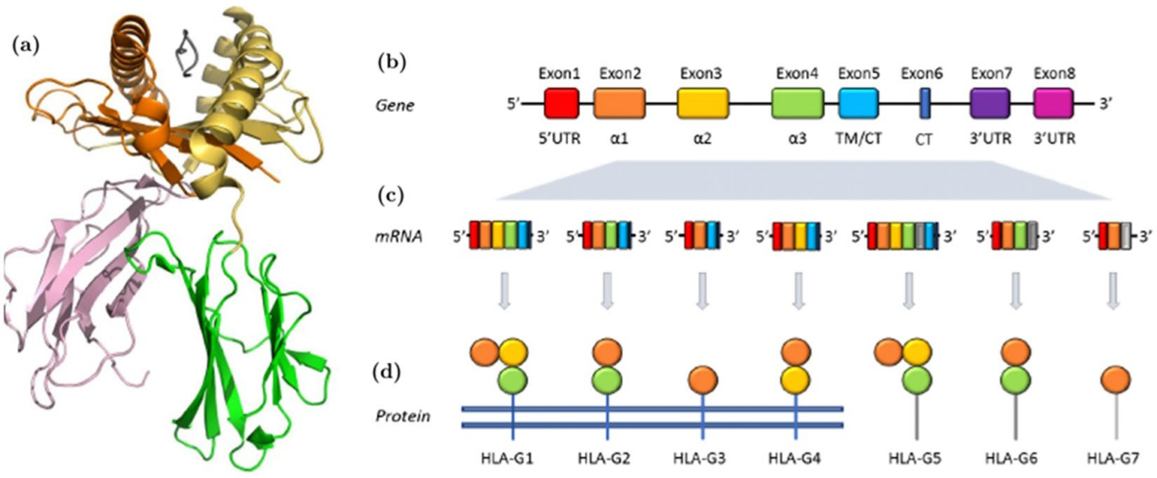 Tumor immune escape therapy target HLAG