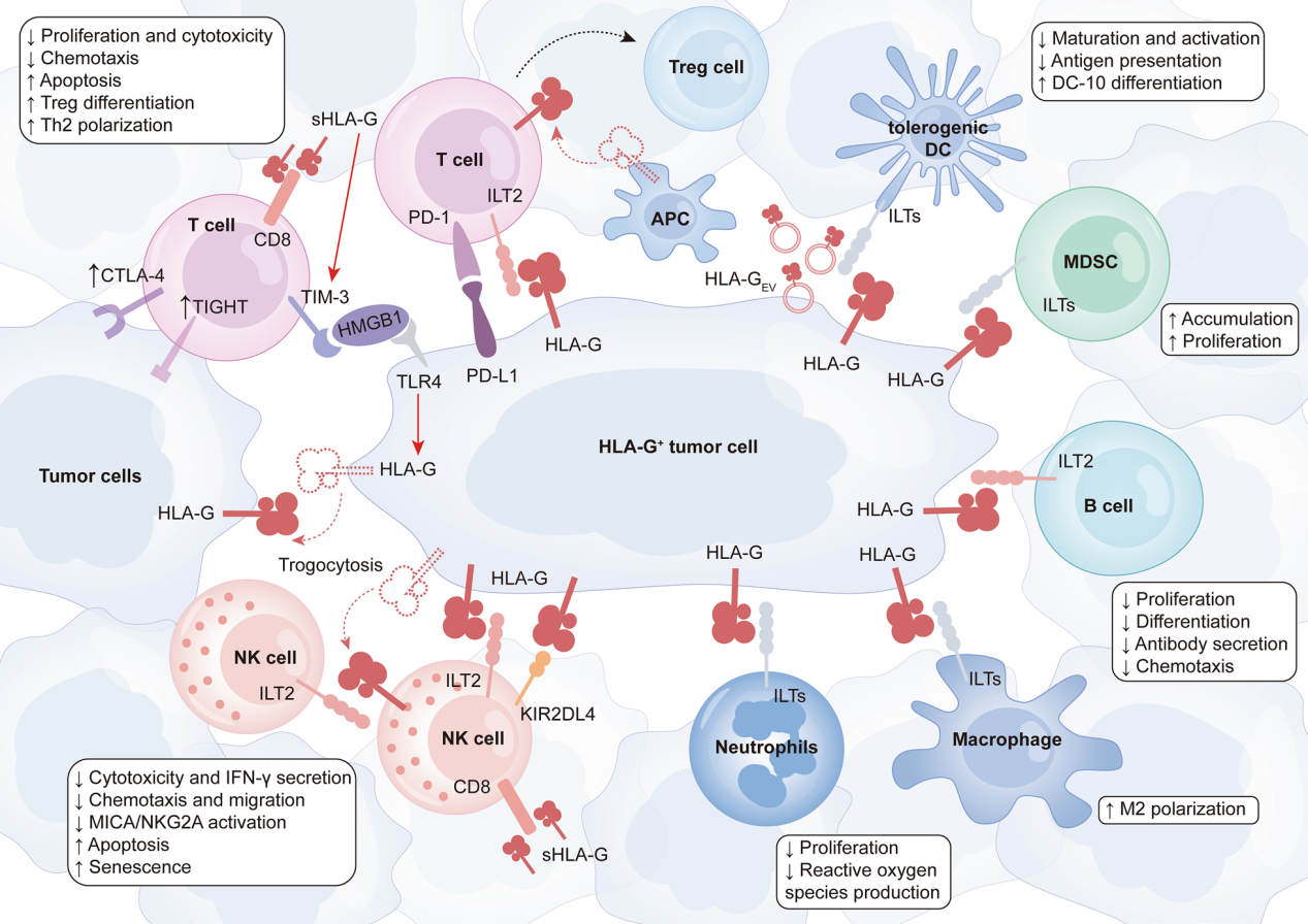 Tumor immune escape therapy target HLAG