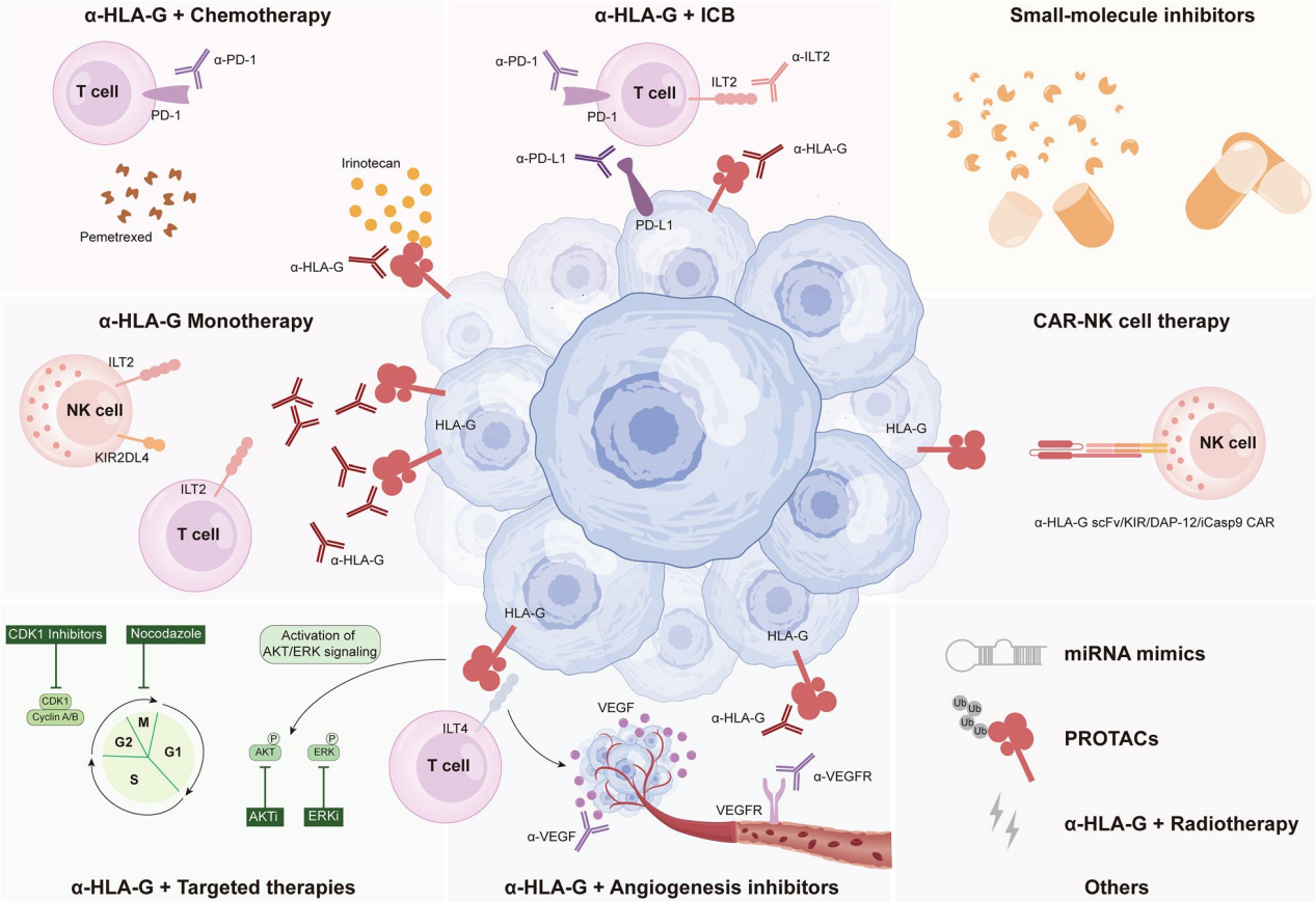 Tumor immune escape therapy target HLAG