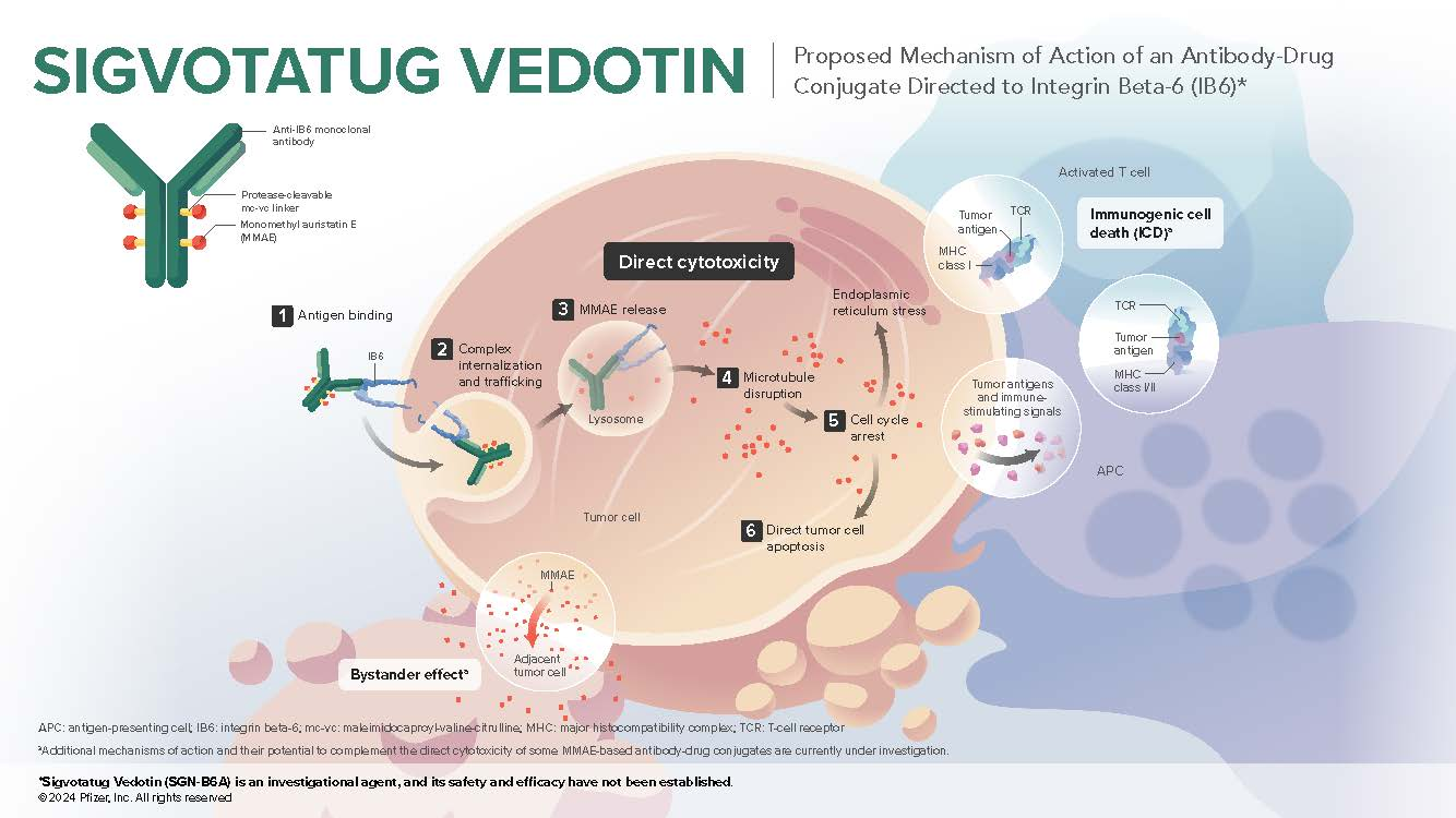Tumor immunoregulatory target ITGB6