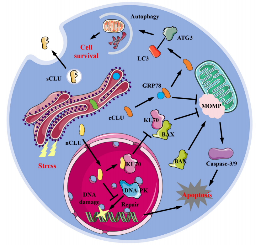 Tumor microenvironment homeostasis regulator CLU Tumor microenvironment homeostasis regulator CLU