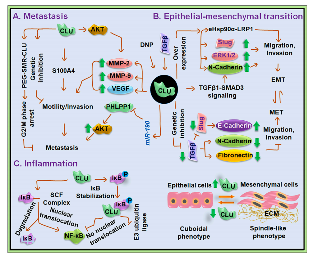 Tumor microenvironment homeostasis regulator CLU Tumor microenvironment homeostasis regulator CLU
