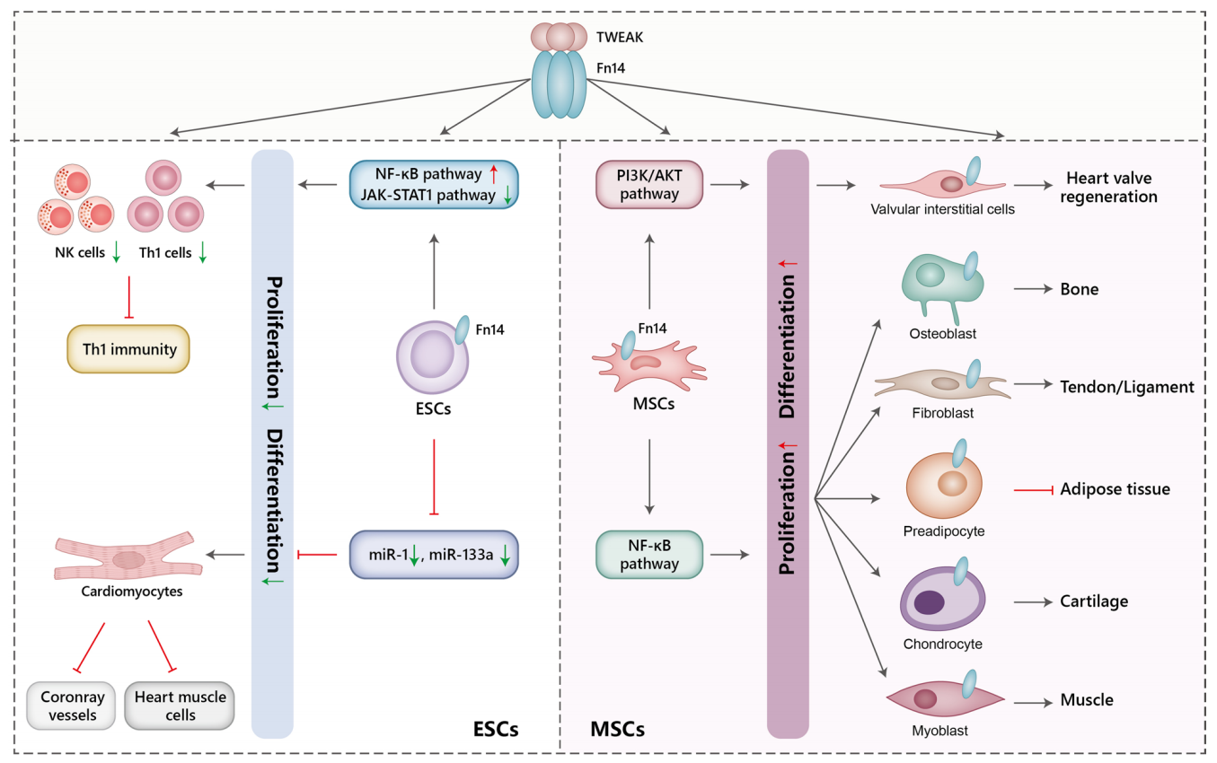 Tumor necrosis facto superfamily receptor TWEAKR
