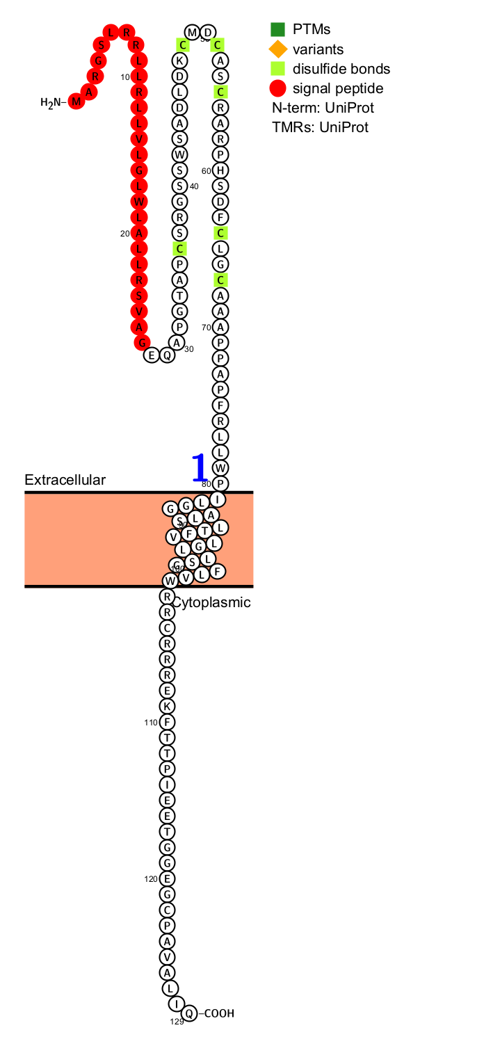 Tumor necrosis facto superfamily receptor TWEAKR