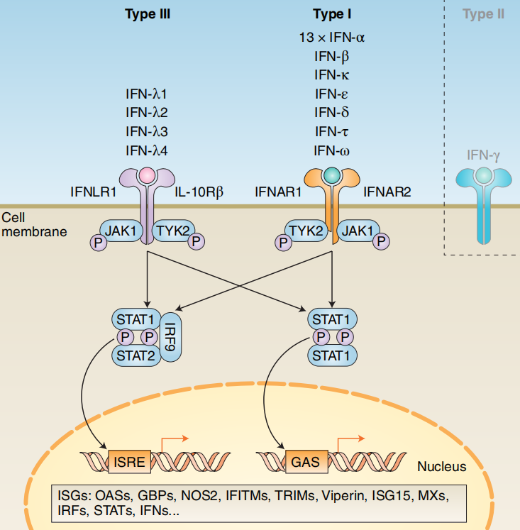 Type I interferon targets IFNA1 and IFNB Type I interferon targets IFNA1 and IFNB