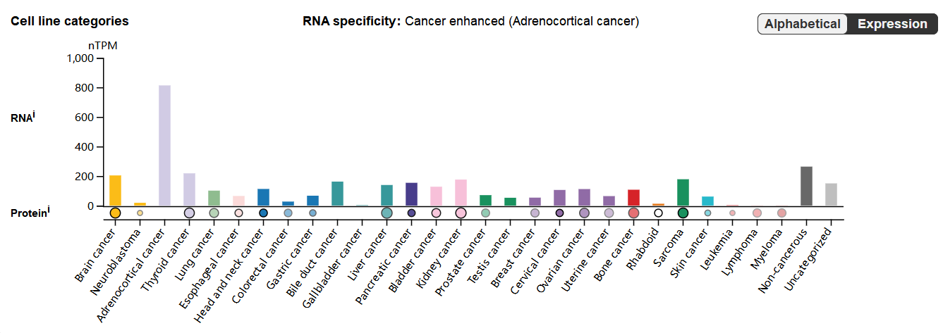 Tyrosine protein kinase receptor AXL