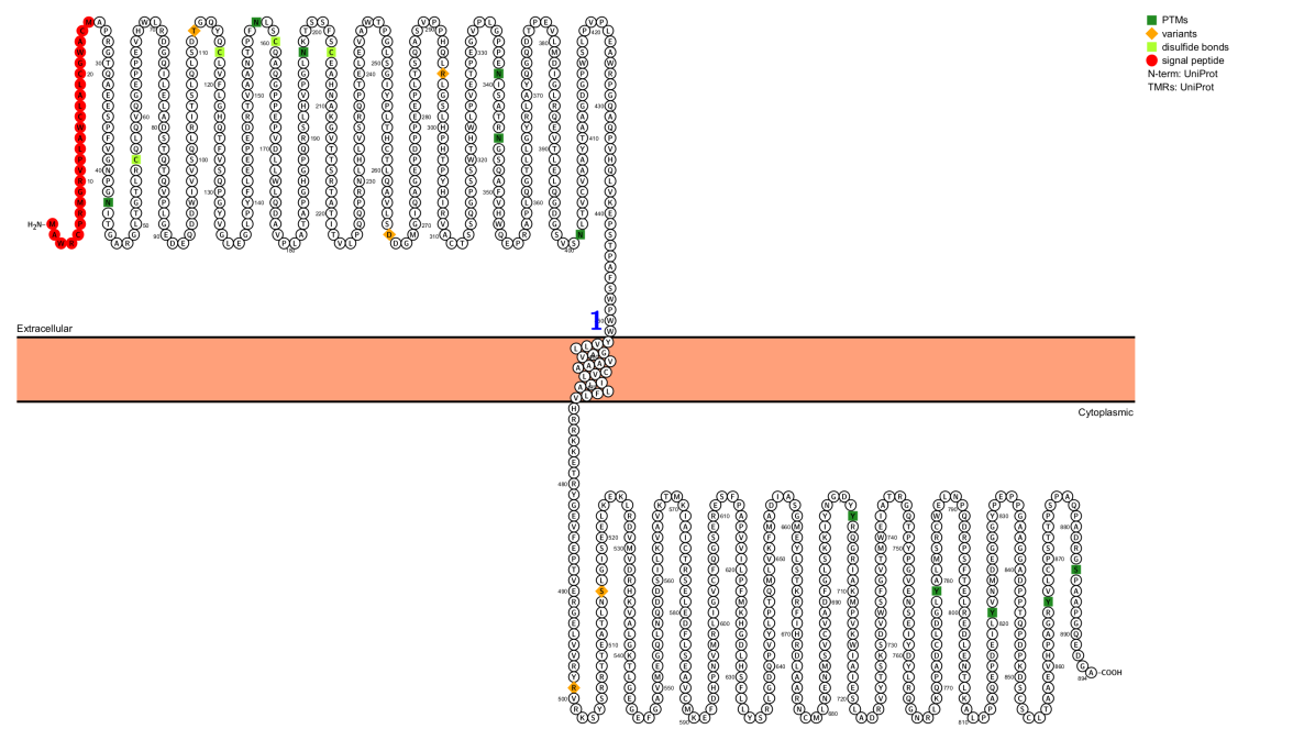 Tyrosine protein kinase receptor AXL