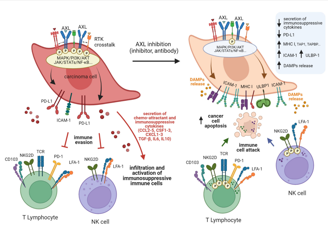 Tyrosine protein kinase receptor AXL