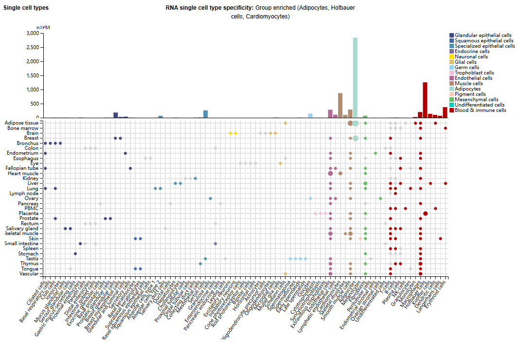 Tyrosine protein kinase transmembrane receptor ROR2