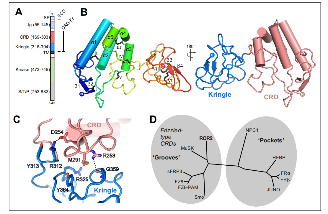 Tyrosine protein kinase transmembrane receptor ROR2