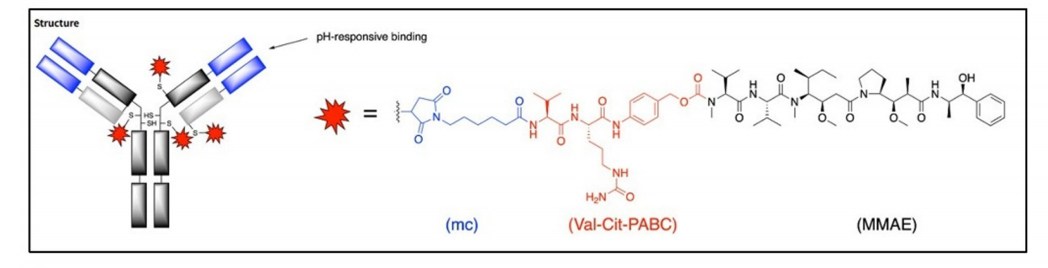 Tyrosine protein kinase transmembrane receptor ROR2