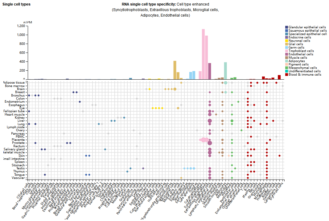 Vascular endothelial growth factor receptor VEGFR1 Vascular endothelial growth factor receptor VEGFR1