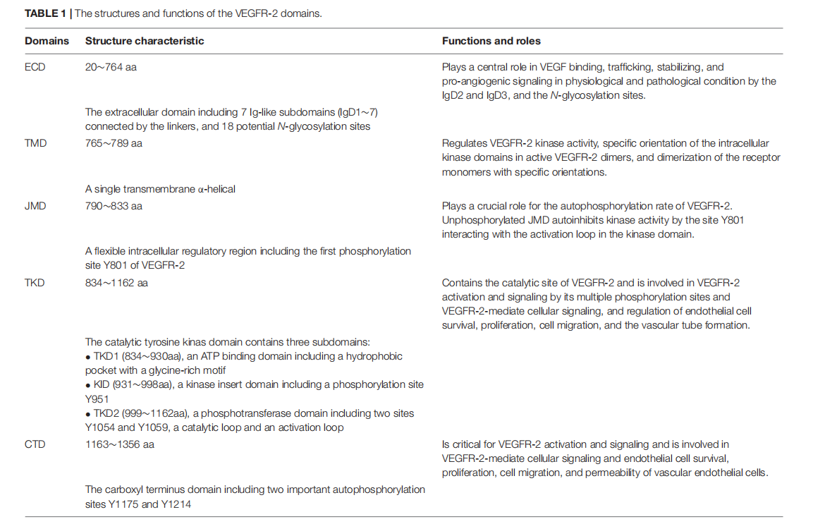 Vascular endothelial growth factor receptor VEGFR2
