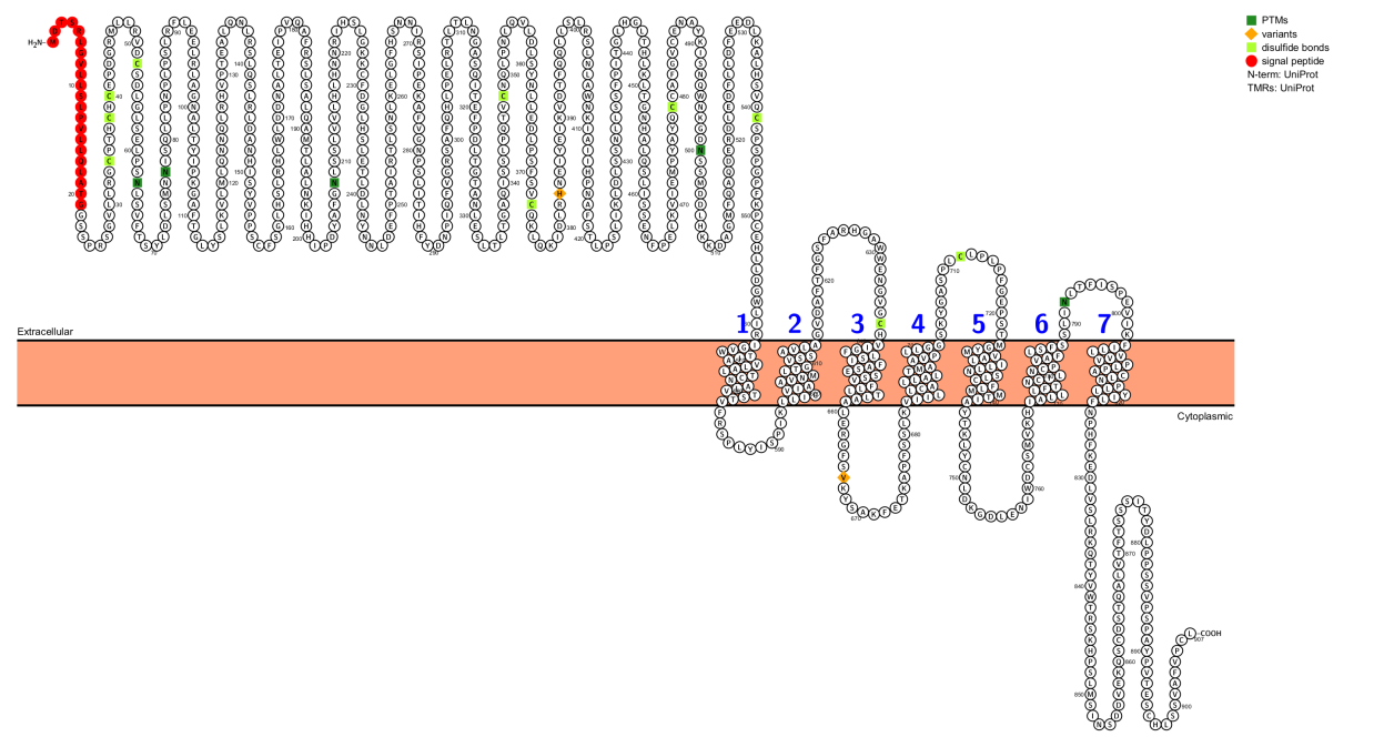 Wnt signaling coreceptor LGR5