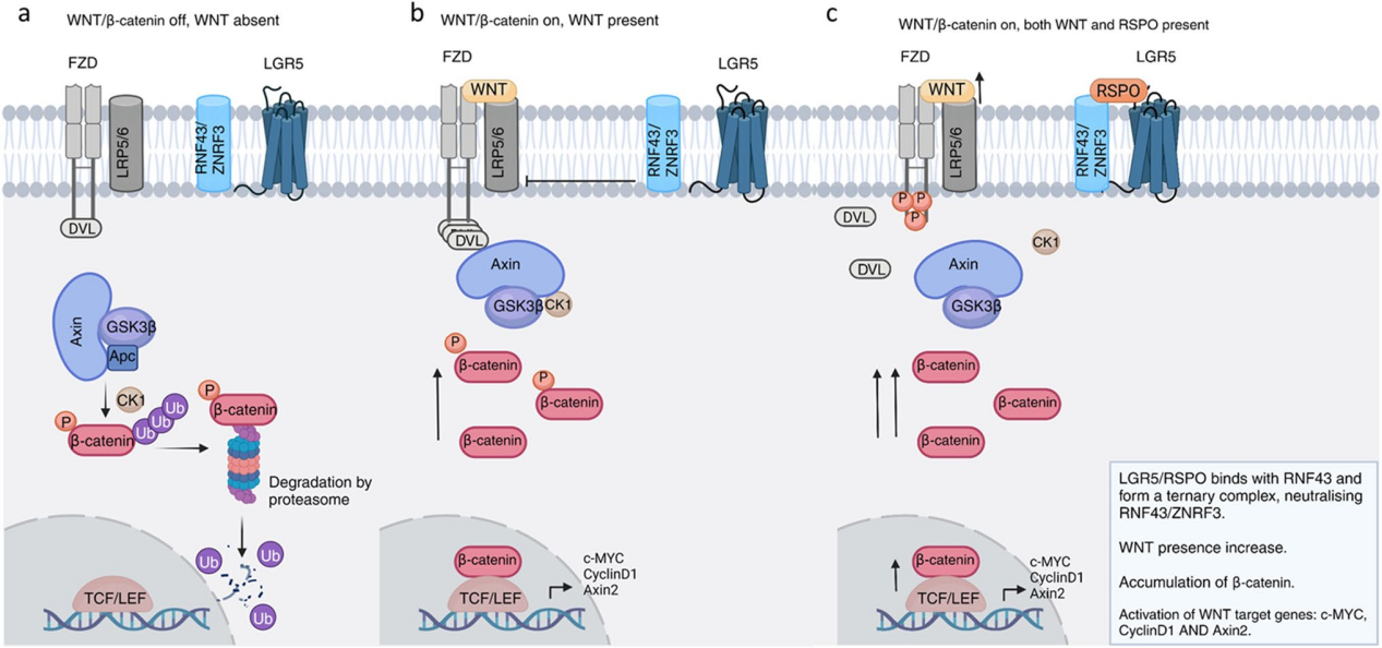 Wnt signaling coreceptor LGR5