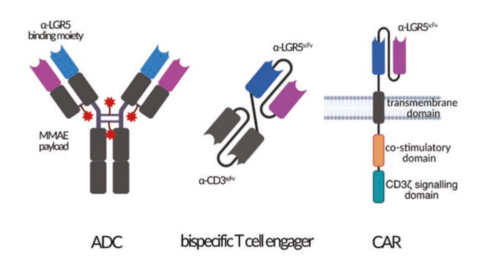 Wnt signaling coreceptor LGR5