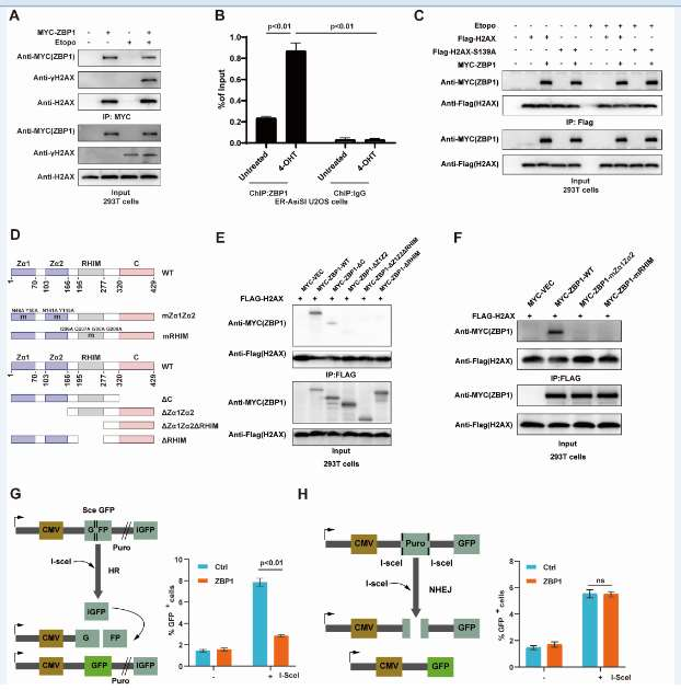ZBP1 can antagonize the DNA end excision mediated by MRE11 ZBP1 can antagonize the DNA end excision mediated by MRE11