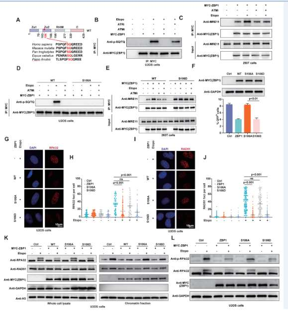 ZBP1 can antagonize the DNA end excision mediated by MRE11 ZBP1 can antagonize the DNA end excision mediated by MRE11