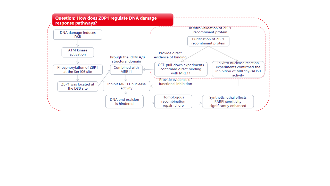 ZBP1 can antagonize the DNA end excision mediated by MRE11 ZBP1 can antagonize the DNA end excision mediated by MRE11