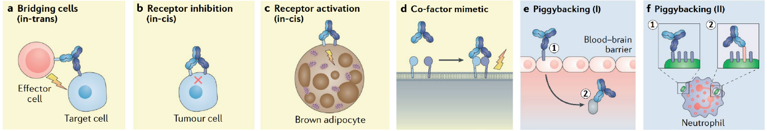 双特异性抗体服务 双特异性抗体服务
